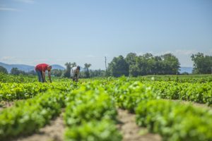 Prevencion de riesgos al aire libre sector agrario
